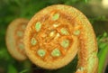 Tree fern frond Royalty Free Stock Photo