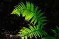 Backlit fern frond Royalty Free Stock Photo