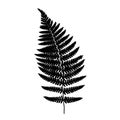 Fern frond balck silhouette Royalty Free Stock Photo