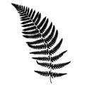 Fern frond black silhouette.