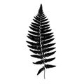 Fern frond black silhouette. Vector illustration. Royalty Free Stock Photo