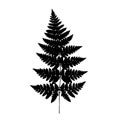 Fern frond black silhouette. Vector illustration. Royalty Free Stock Photo
