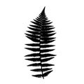 Fern frond black silhouette. Vector illustration. Royalty Free Stock Photo