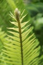 Fern frond closeup with blurred nature background. Royalty Free Stock Photo