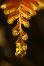 Red fern frond Royalty Free Stock Photo