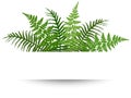 Fern frond frame vector illustration.