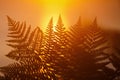 Fern frond in front of sunrise Royalty Free Stock Photo