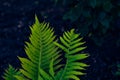 Fern frond. Growing leaves of a plant Royalty Free Stock Photo