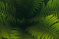 Fern frond. Growing leaves of a plant Royalty Free Stock Photo