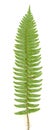 Fern Frond isolated Royalty Free Stock Photo