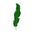 Fern or Frond Leaf with Erect Stem Vector Illustration