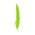 Fern or Frond Leaf with Erect Stem Vector Illustration