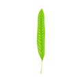 Fern or Frond Leaf with Erect Stem Vector Illustration