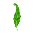 Fern or Frond Leaf with Erect Stem Vector Illustration