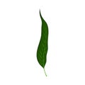 Fern or Frond Leaf with Erect Stem Vector Illustration