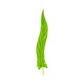 Fern or Frond Leaf with Erect Stem Vector Illustration