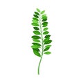 Fern or Frond with Leaves and Erect Stem Vector Illustration