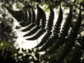 Fern Frond Silhouette in Tree Foliage Royalty Free Stock Photo