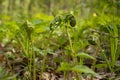 Fern frond sprouts in spring sun on bright backlight, natural forest bokeh blurred background, phytomedicine pagan religion herb