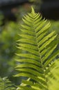 Fern frond in a sunny summer day