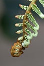 Fern Frond Unfolding