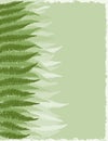 Fern Fronds Background