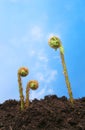 Fern fronds blue sky Royalty Free Stock Photo