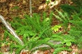 Fern fronds and may apples shoots Royalty Free Stock Photo