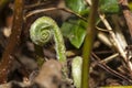 Fern Fronds