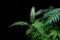 Fern fronds, philodendron leaves Philodendron gloriosum and tropical foliage rainforest plants bush on black background