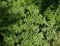 A fern fronds view from up in direct sunlight Royalty Free Stock Photo