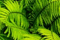 Fern fronds in vivid green closeup Royalty Free Stock Photo