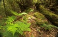 Fern in Garajonay national park