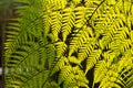 Fern in the garden Royalty Free Stock Photo