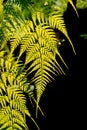 Fern in the garden backlit by the sunligth Royalty Free Stock Photo