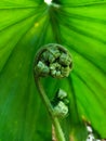 Fern in the garden closeup, macro shot of fern