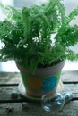 Fern garden on the windowsill Royalty Free Stock Photo