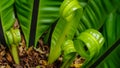 Fern green curly leaves texture background. Fern green leaf in tropical forest. Green leaves with beautiful pattern in garden Royalty Free Stock Photo