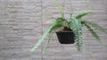 Fern in ornamental wall