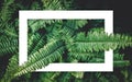 Fern green growth in the tropical forests with white frame background Royalty Free Stock Photo