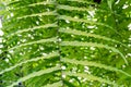 Fern green leaf and spore close up. Royalty Free Stock Photo