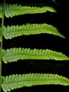 Fern,Green leaf texture,Close up of green fern leaves,closeup,green moss isolate background texture,selective focus Royalty Free Stock Photo