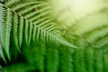 Fern green leaf in tropical forest plants. Nature green background