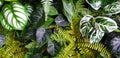 Fern and green leaves background. Plant growth or nature wallpaper. Ornamental tree for decoration Royalty Free Stock Photo