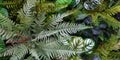 Fern and green leaves background. Plant growth or nature wallpaper. Ornamental tree for decoration. Royalty Free Stock Photo