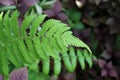 Fern green leaves in nature background beautiful bright color Royalty Free Stock Photo