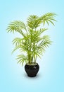 Fern green vase in black pot on blue gradient background Royalty Free Stock Photo