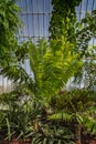 Fern in a greenhouse in a botanic garden