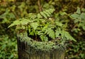 The fern grew in the foozle Royalty Free Stock Photo
