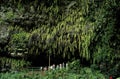 Fern Grotto Royalty Free Stock Photo